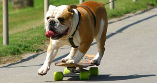 Japan: Dog displays skate boarding skill